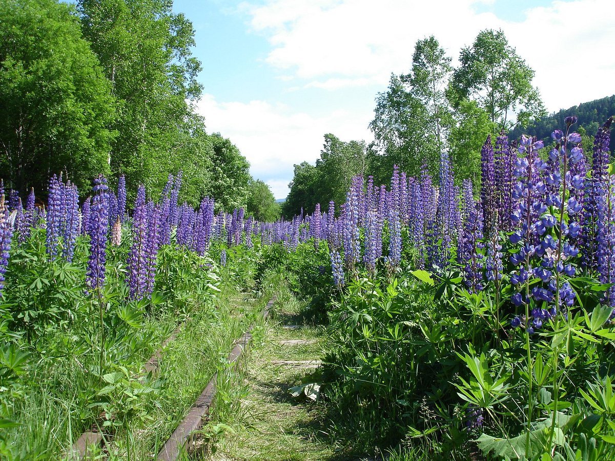 🚂 시호로선 호로카역 유적 (시호로센 호로카에키아토) 이미지 7